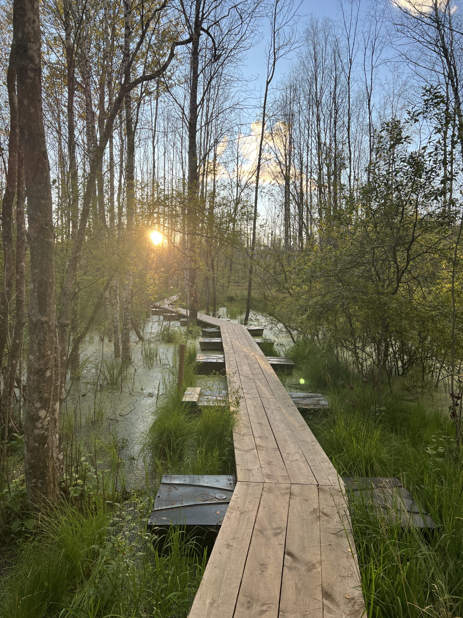 Pääsküla rabas uitamas