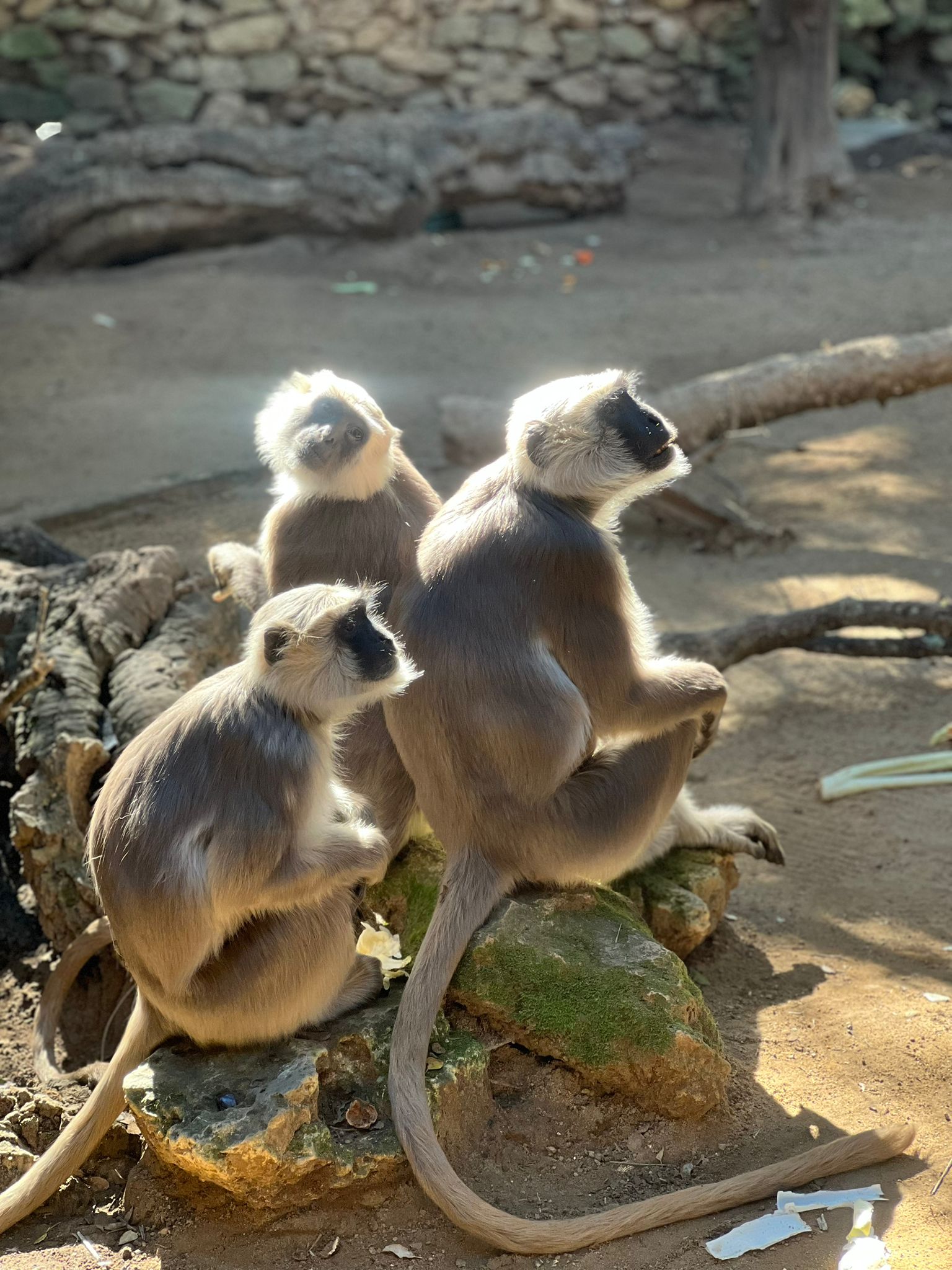 Zoo de Castellar Andaluusias ei ole tavaline loomaaed, vaid päästetud loomade varjupaik, kus iga asukas on siia jõudnud oma looga. Siin ei keskenduta meelelahut